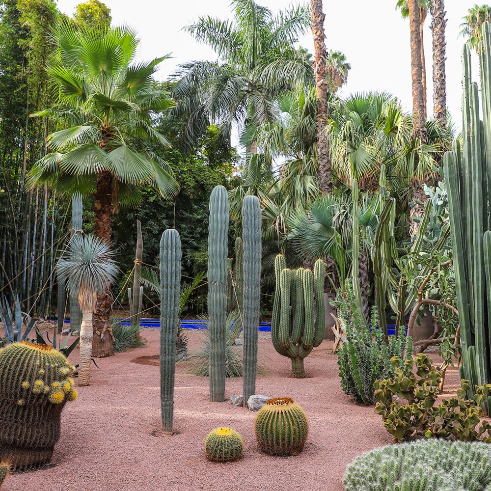 Cactus Jardin Vert Majorelle Maroc