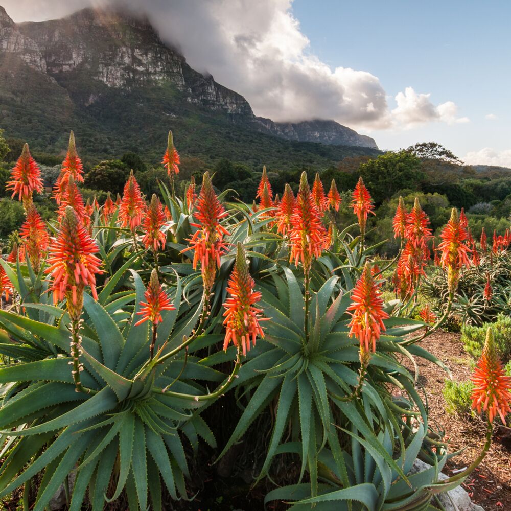 Fleur Montagne Jardin Kirstenbosch Afrique