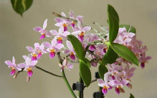 orchidées entretien