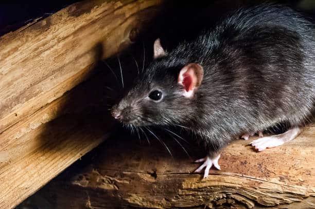 rat noir