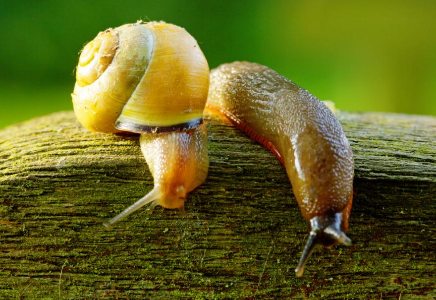 anti limace naturel escargot jardin