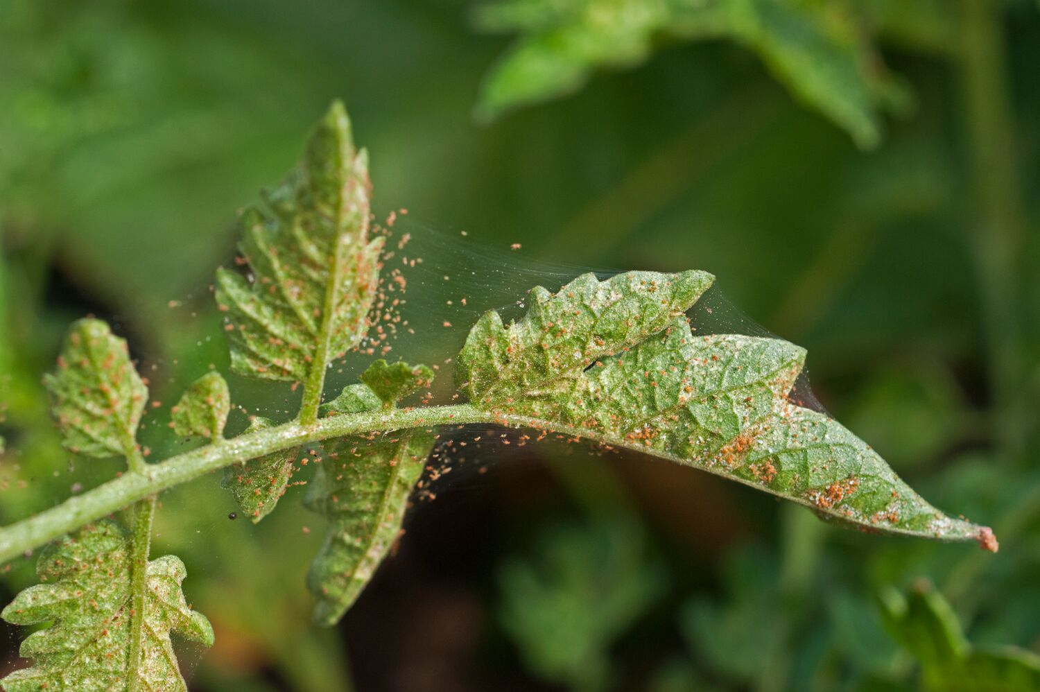 Acariens des plantes