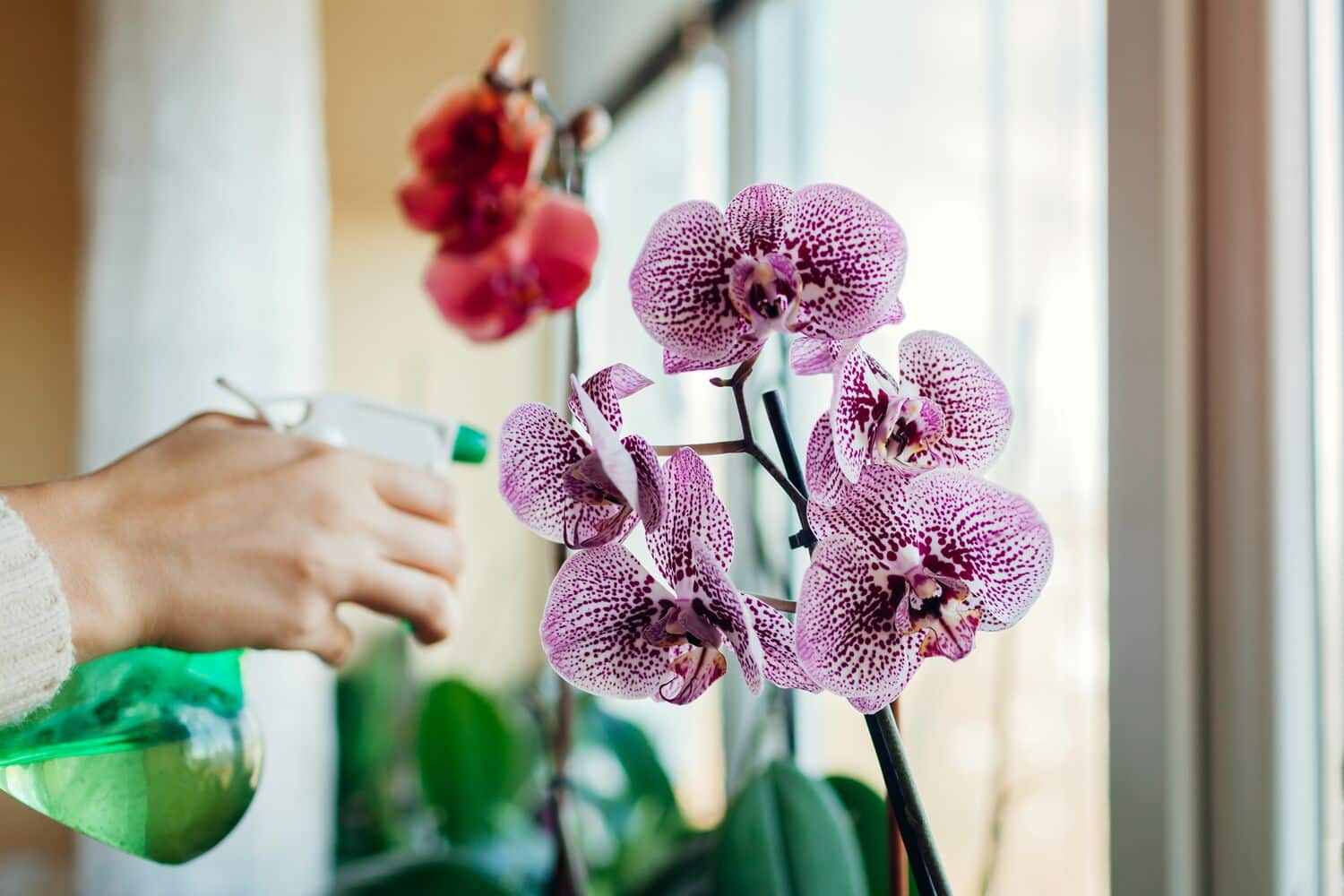 arrosage orchidée