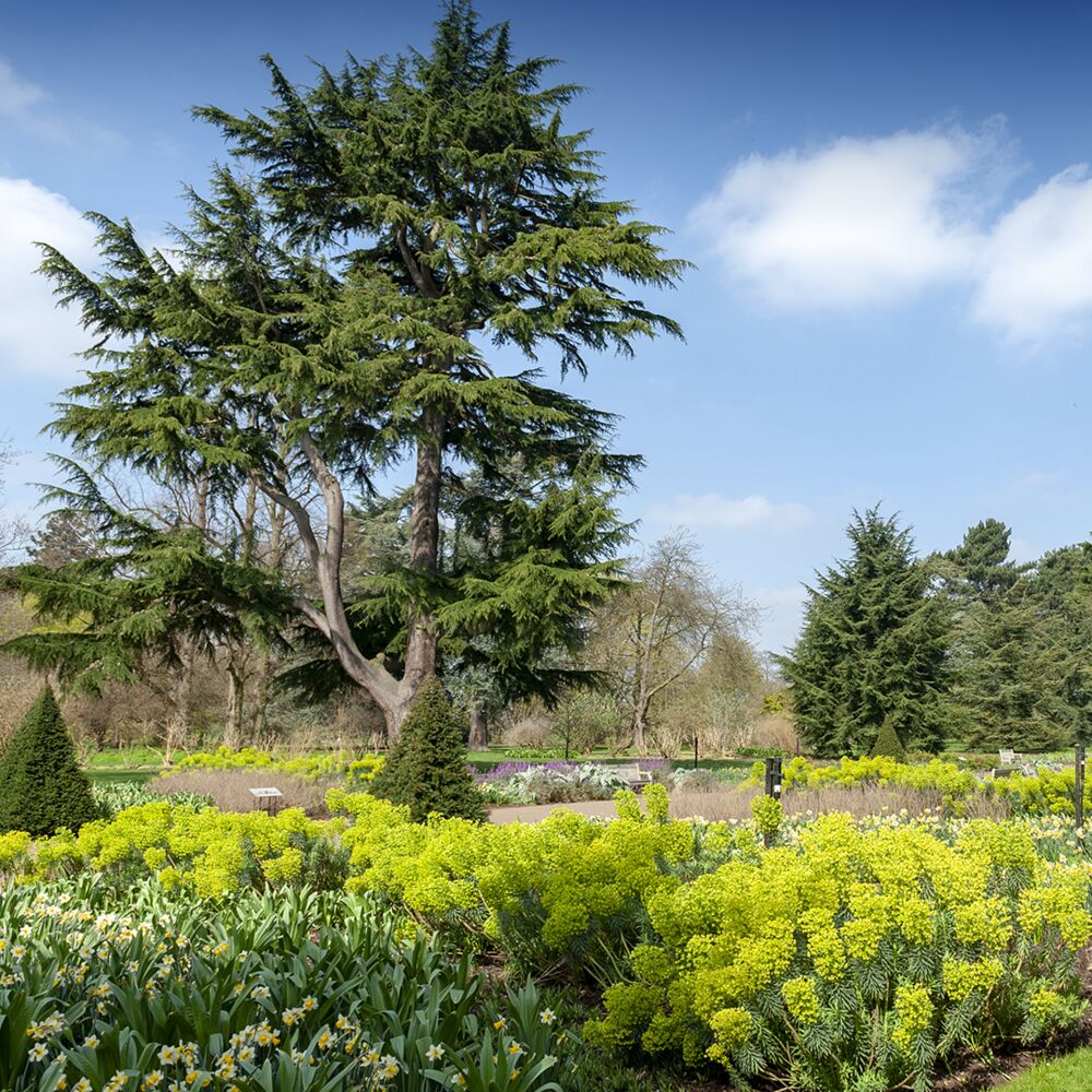Jardins Fleurs Kew Gardens Arbres