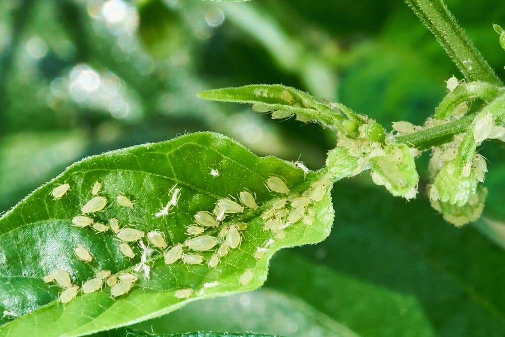 anti pucerons plantes