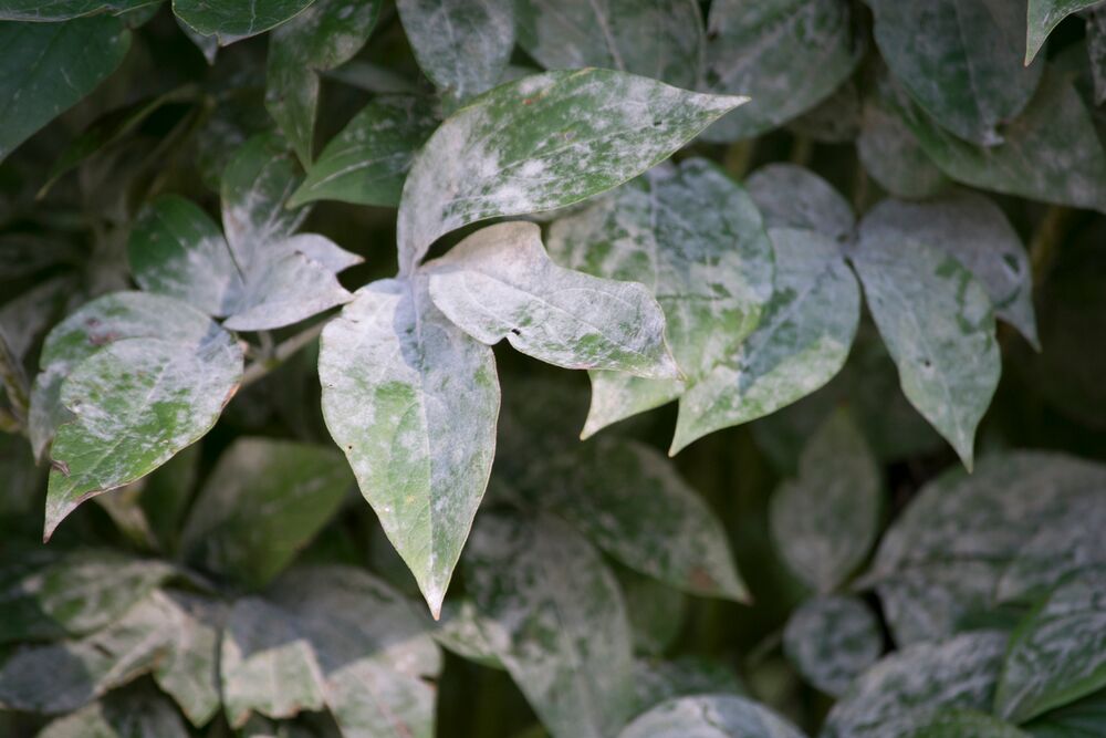 l'oïdium maladies plantes