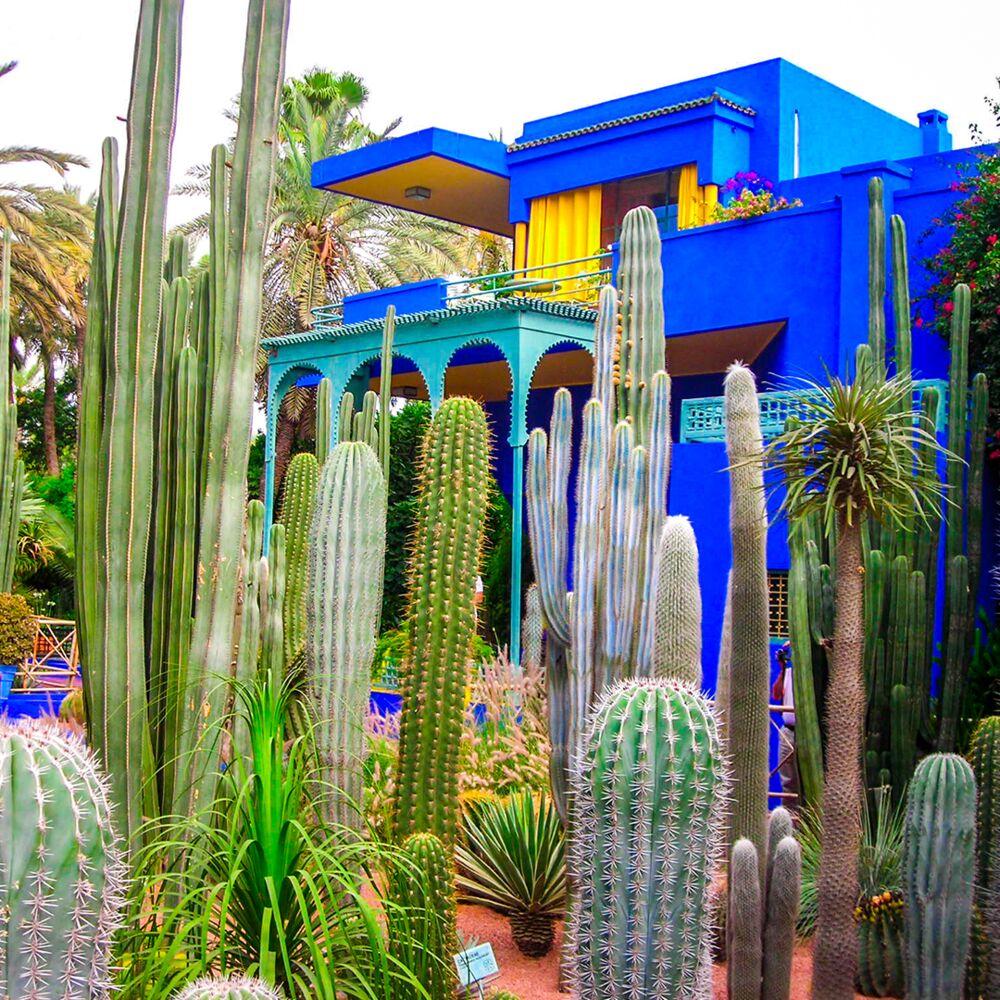 Architecture Couleurs Jardin Verdure Cactus