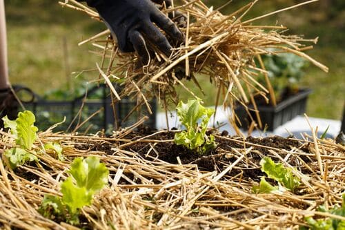 protéger le sol jardin