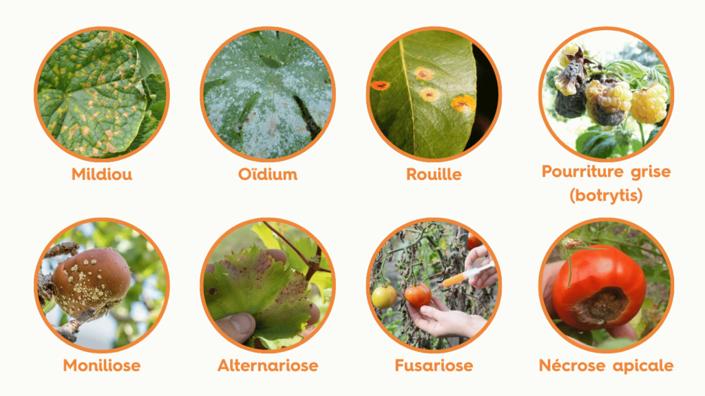 Maladies du potager