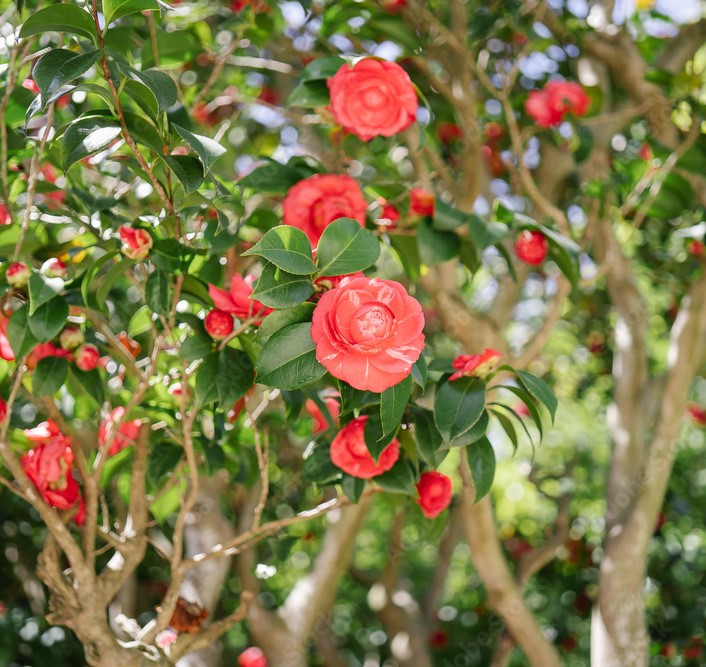 plantes d'intérieur
