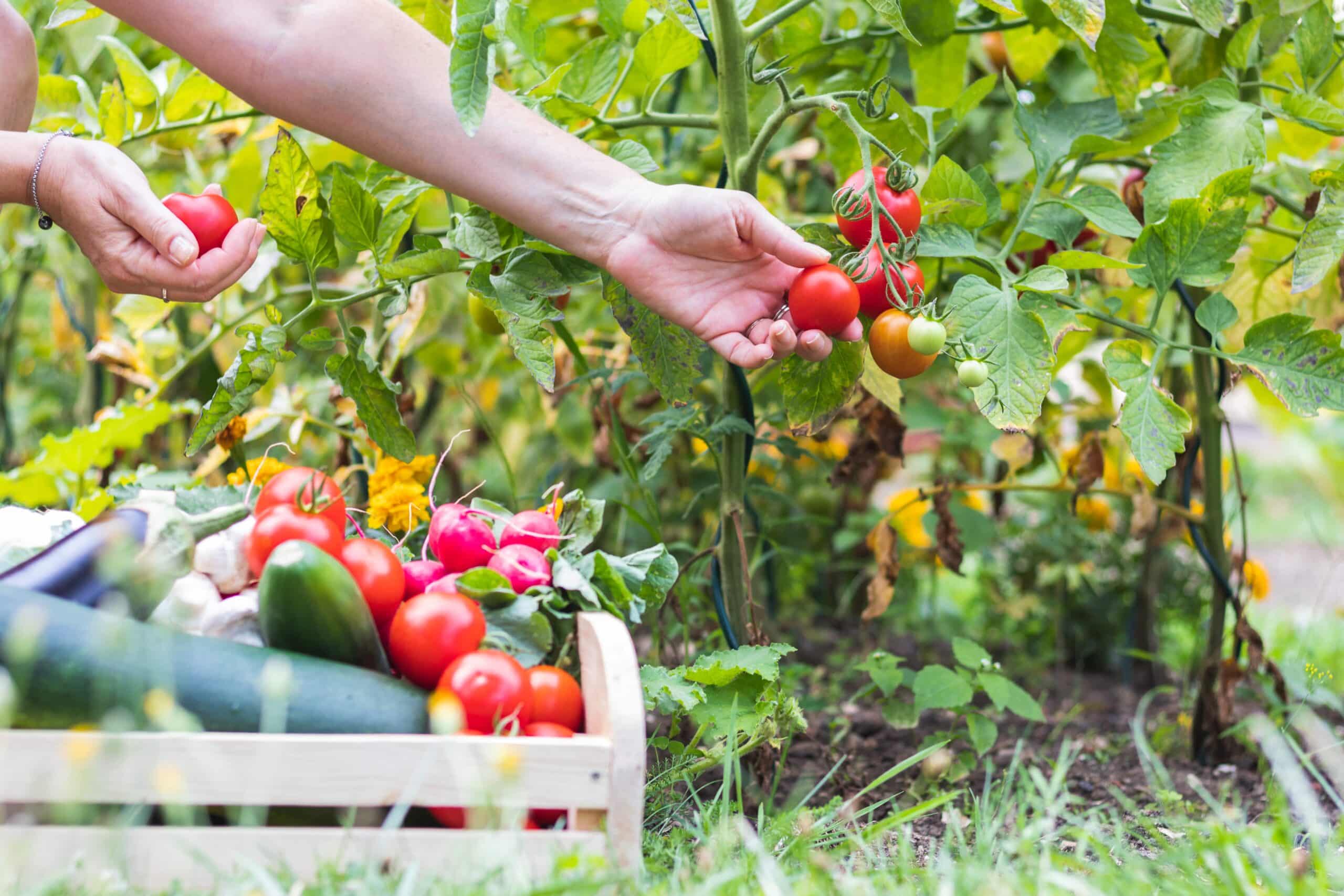 Planter les tomates