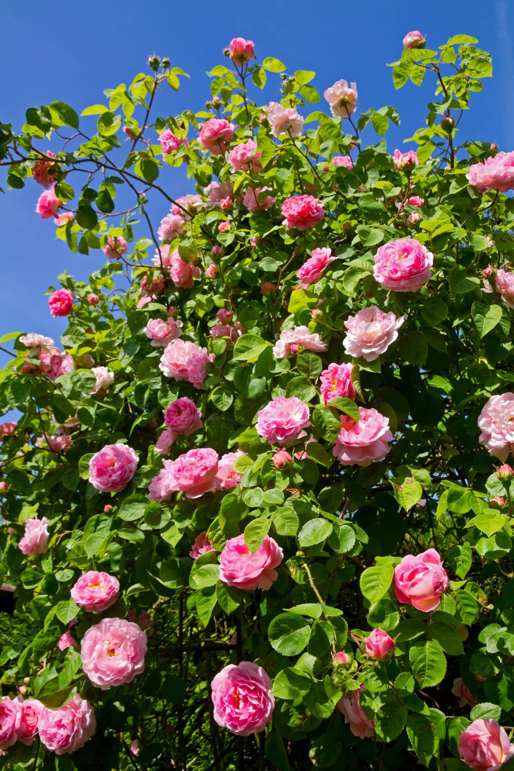 Roses