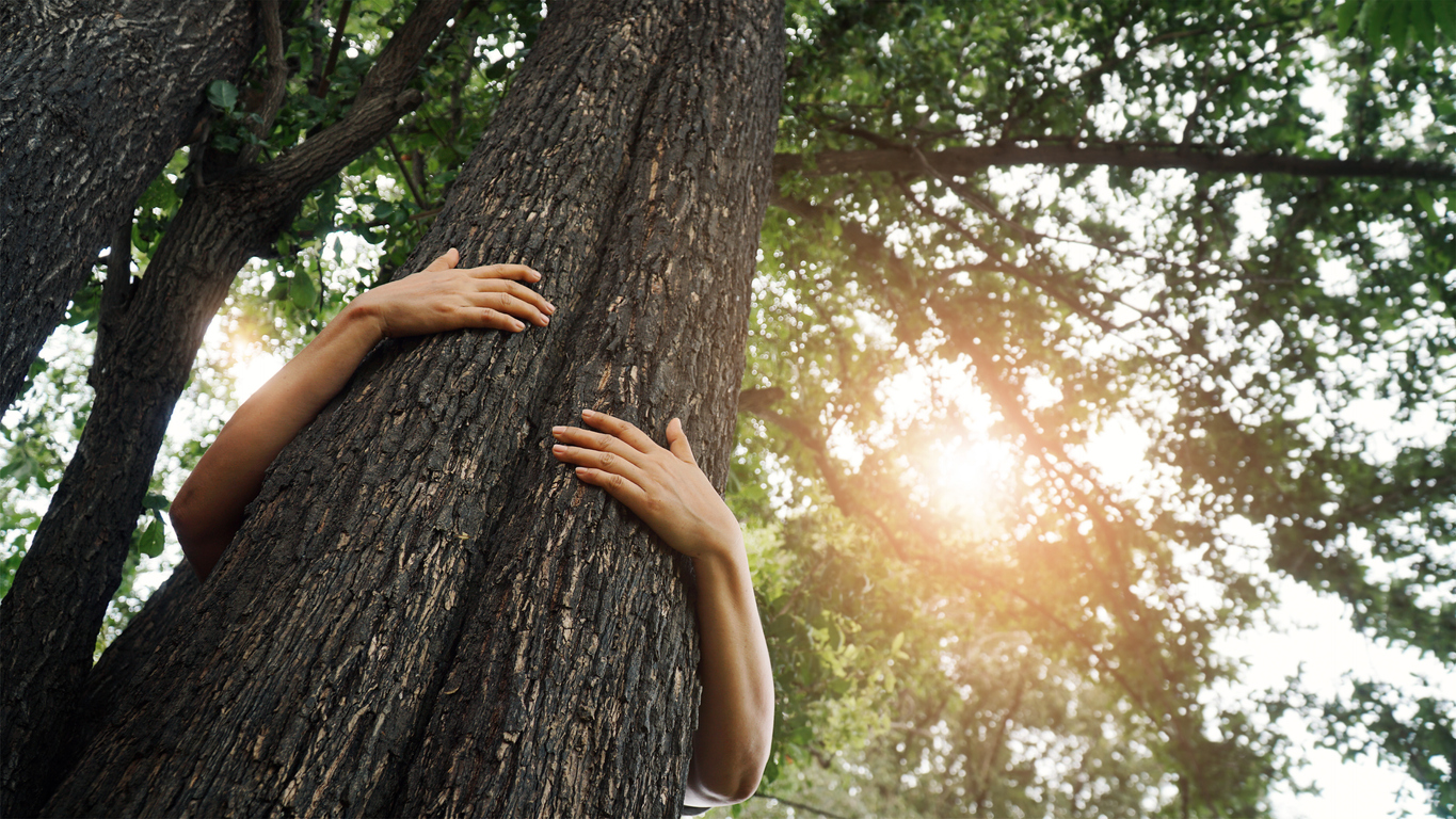 Woman hugging a big tree in the outdoor forest, Ecology and nature, Protect environment and save the forest, Energy sources for renewable, Earth day.
