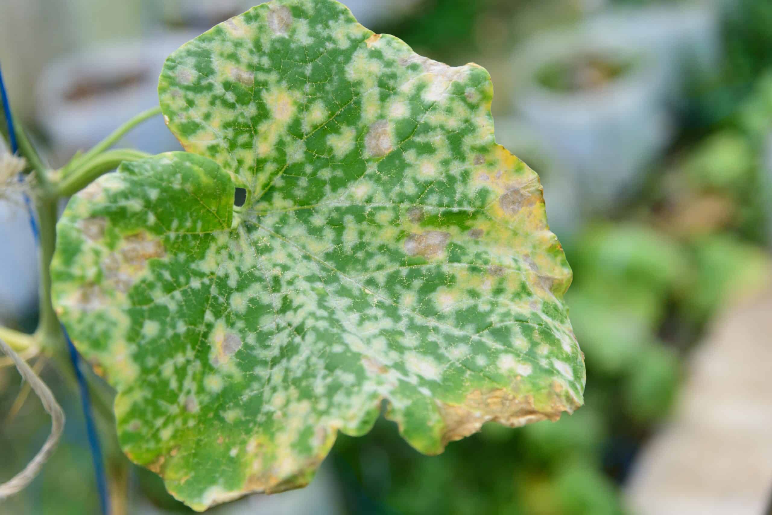 maladies des plantes