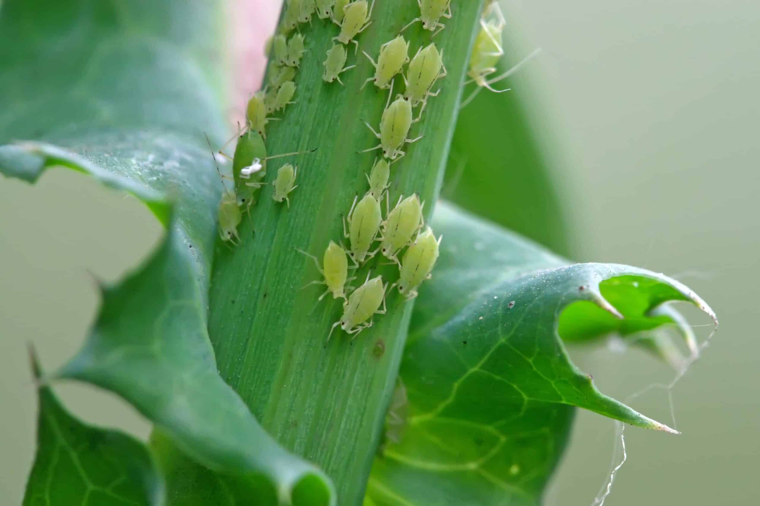 pucerons plantes