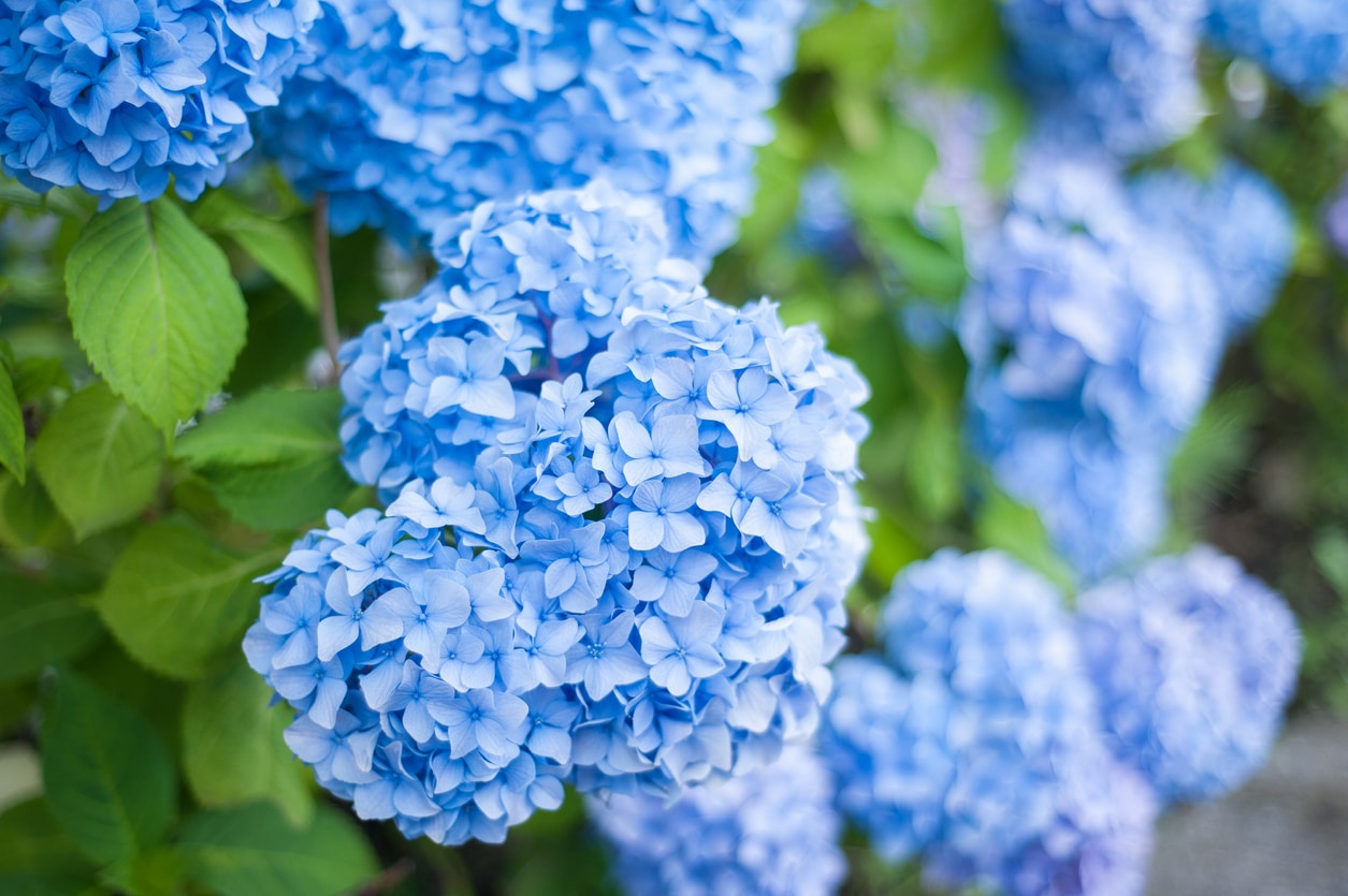 hortensia bleus jardin