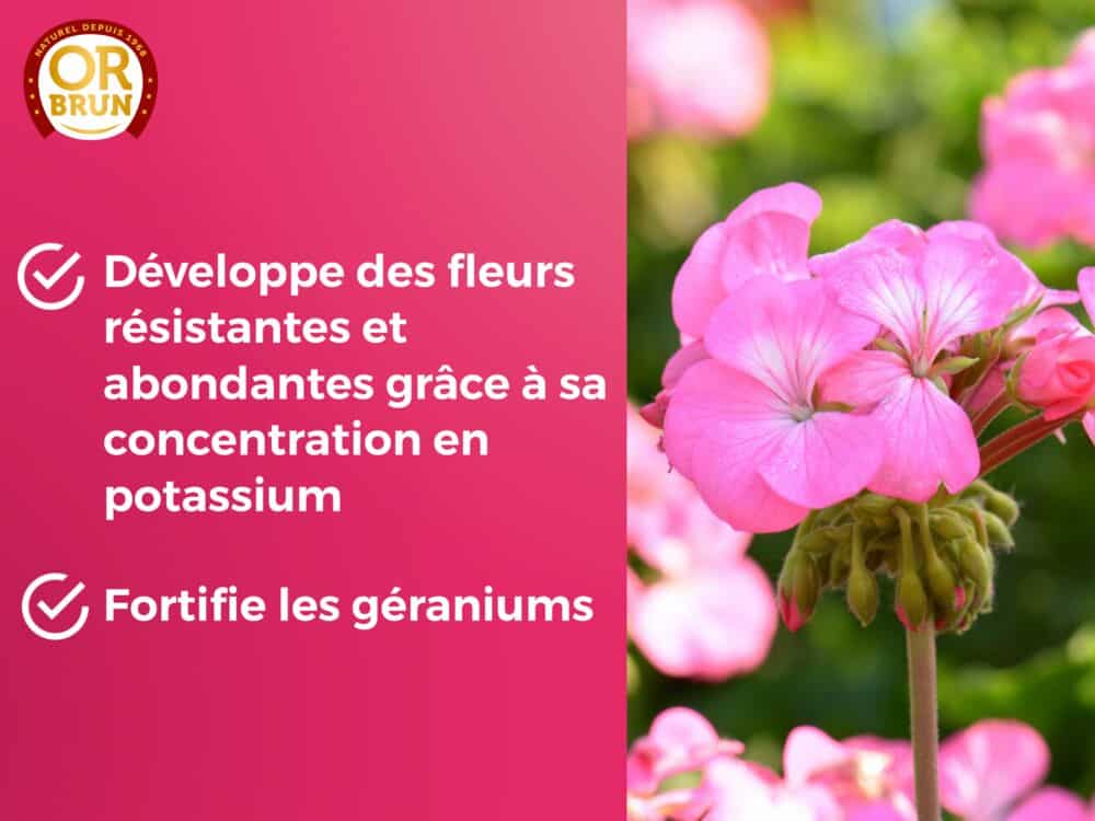 Engrais liquide géraniums or brun
