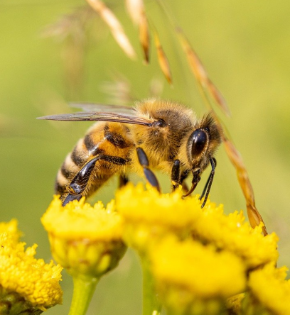 abeilles guêpes piqures nids