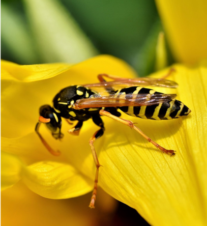 abeilles guêpes piqures