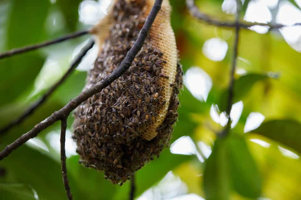 nid d'abeilles quoi faire