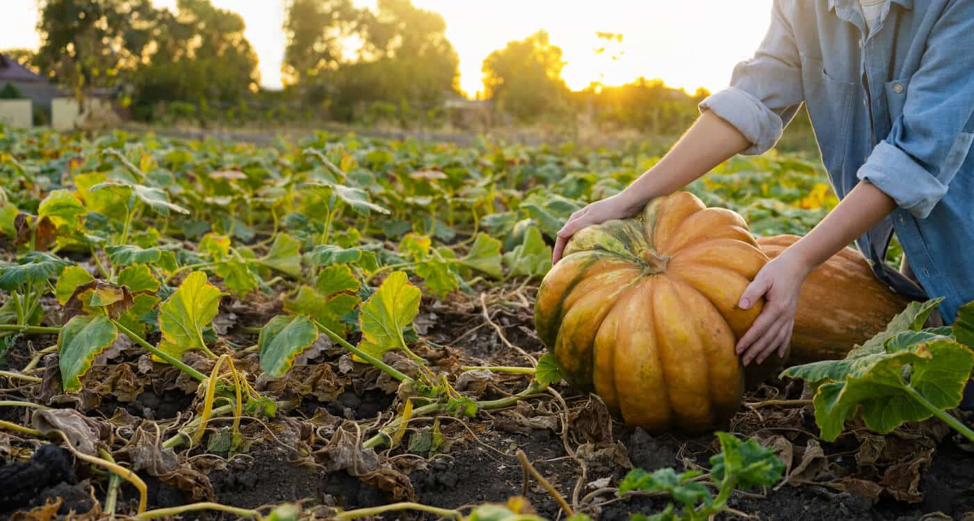 agenda calendrier du jardinier octobre