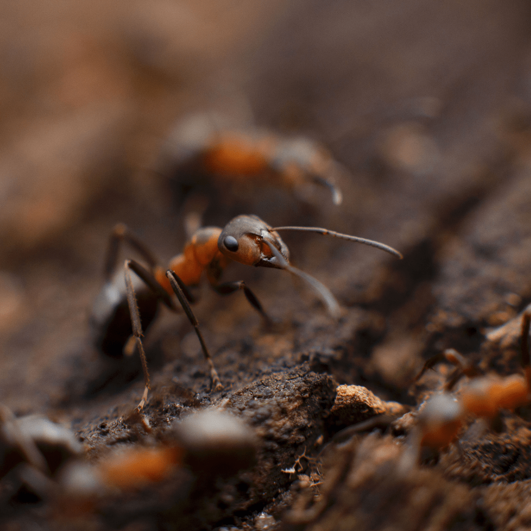 se débarrasser des fourmis