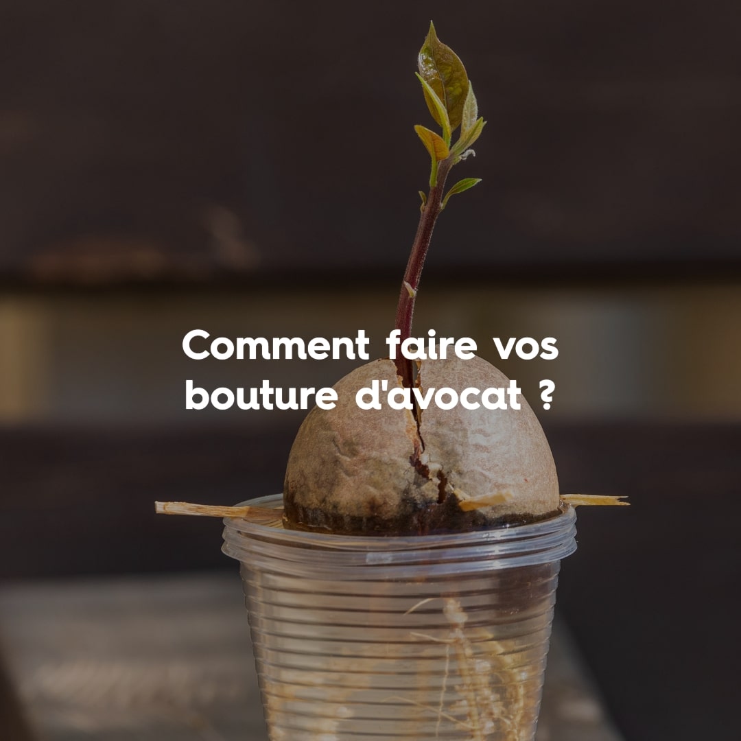 DIY bouture avocat
