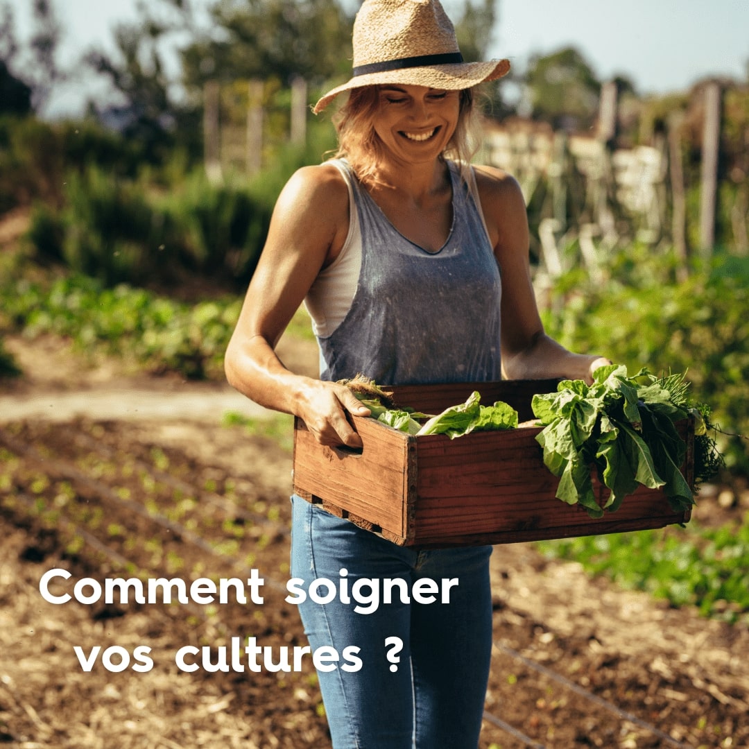 cultures récolte 