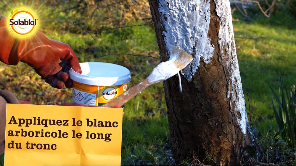 SOBLANC - Blanc arboricole