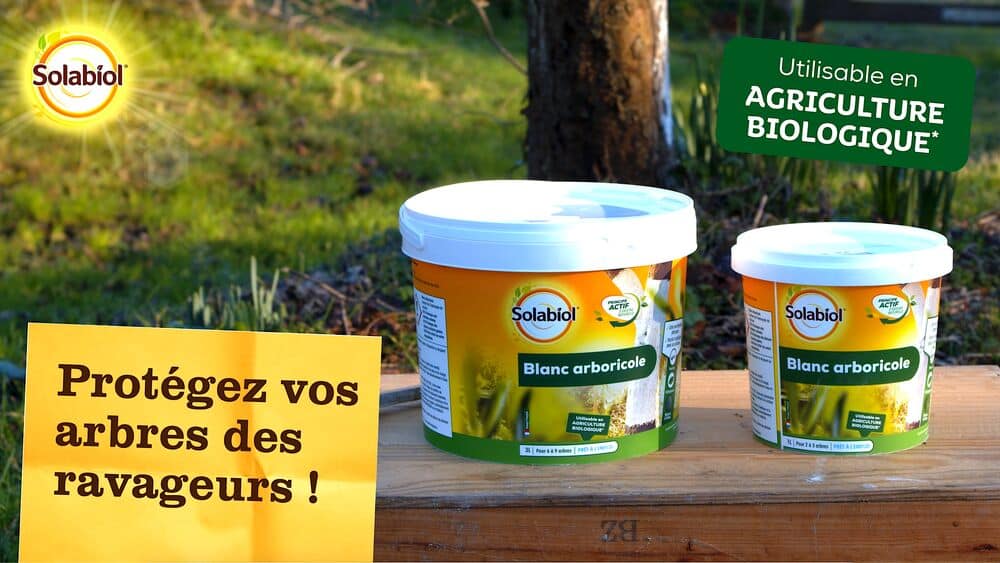 SOBLANC - Blanc arboricole