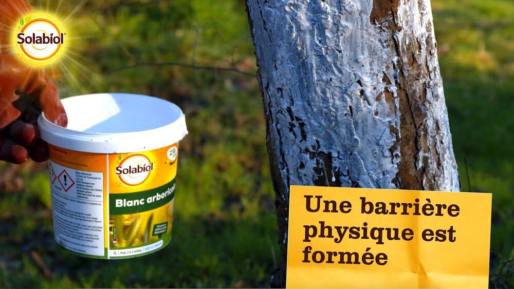 SOBLANC - Blanc arboricole