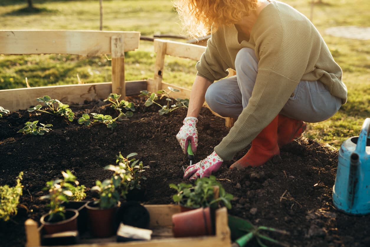 plantations potager
