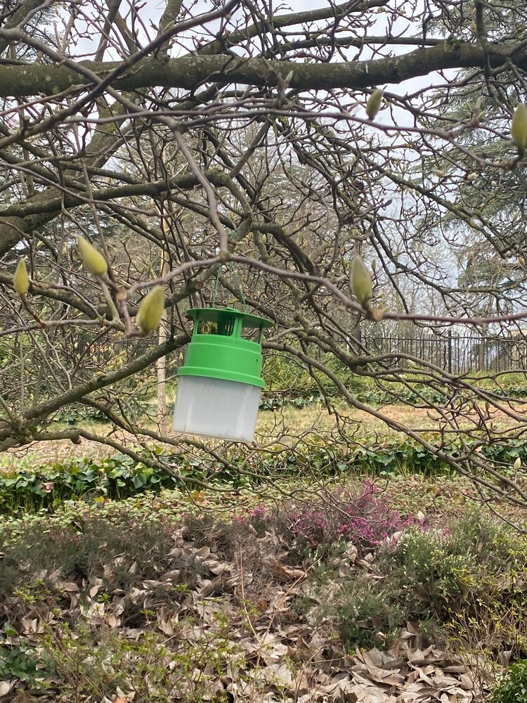 Piège à pheromone dans un jardin