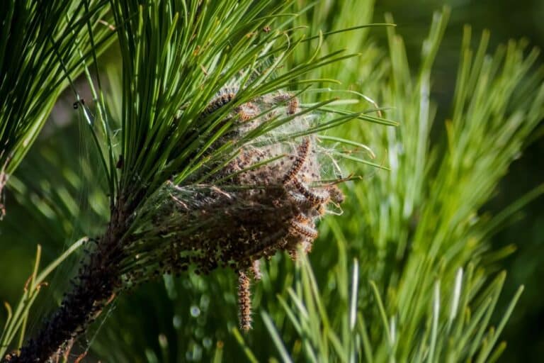 Nid de processionaire du pin