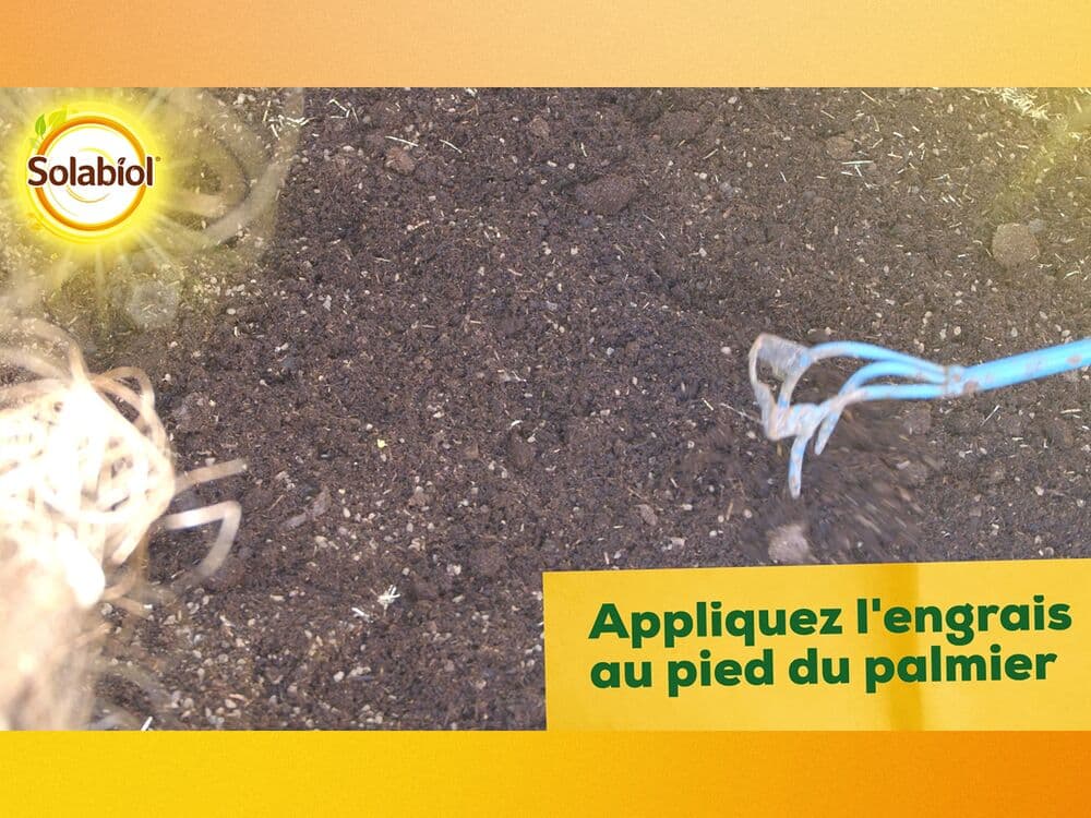 engrais palmier Solabiol