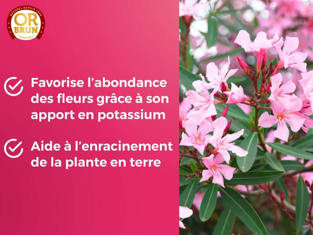 Engrais lauriers roses et bougainvilliers
