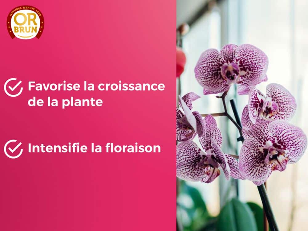 Engrais liquide orchidées or brun