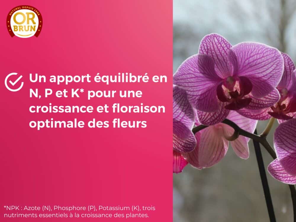 Engrais liquide orchidées or brun