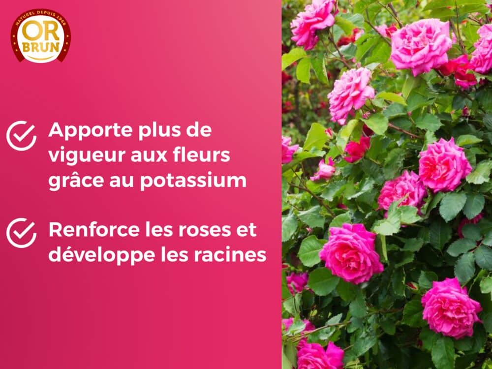 Engrais liquide rosier or brun