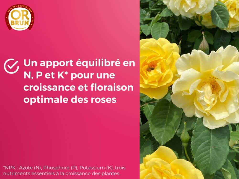 Engrais liquide rosier or brun