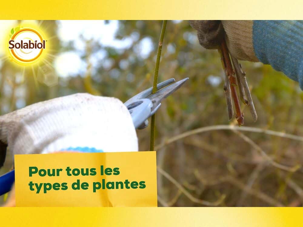 bouturage osiryl solabiol