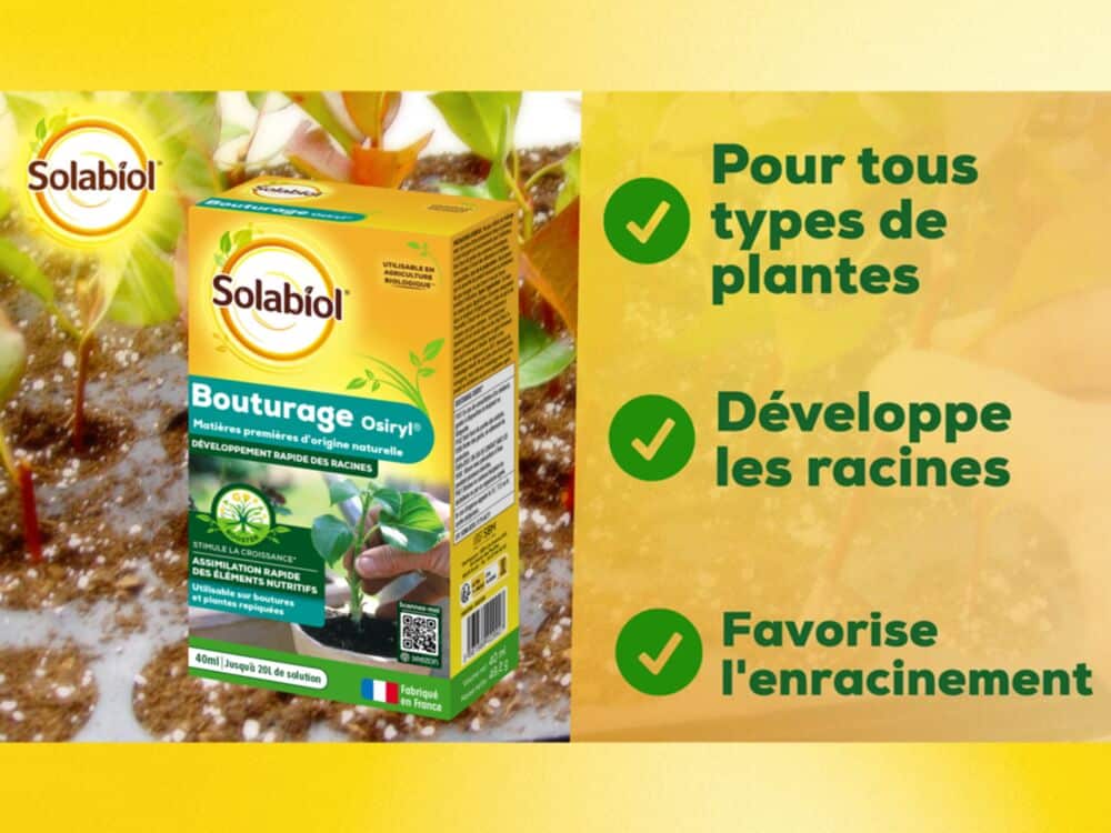 bouturage osiryl solabiol