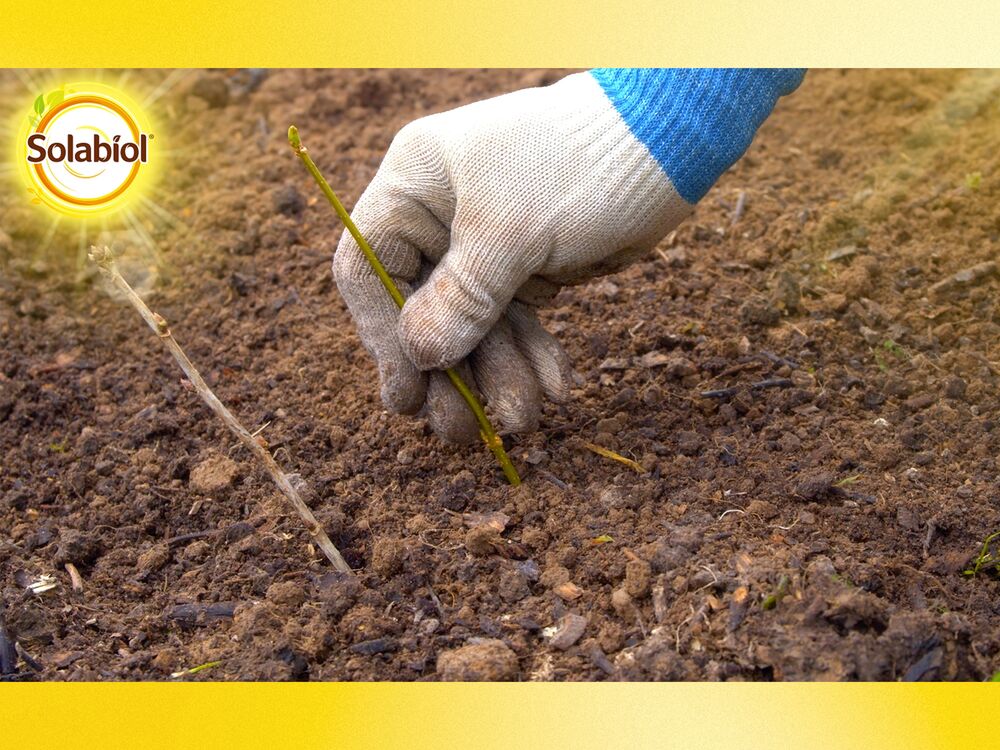 bouturage osiryl solabiol utilisation