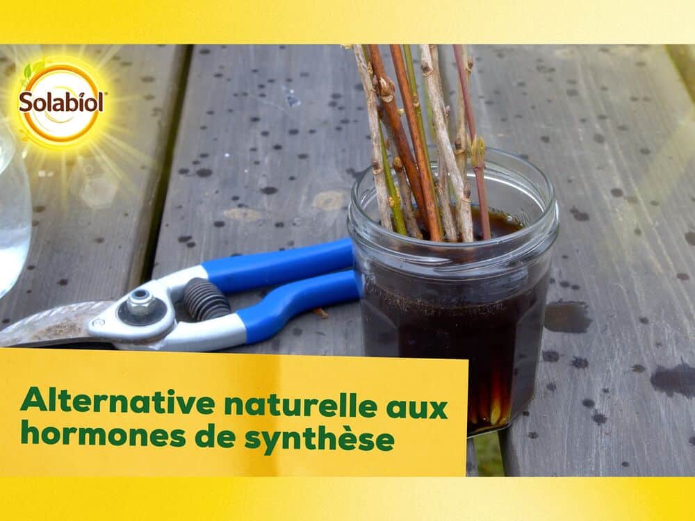 bouturage osiryl solabiol utilisation