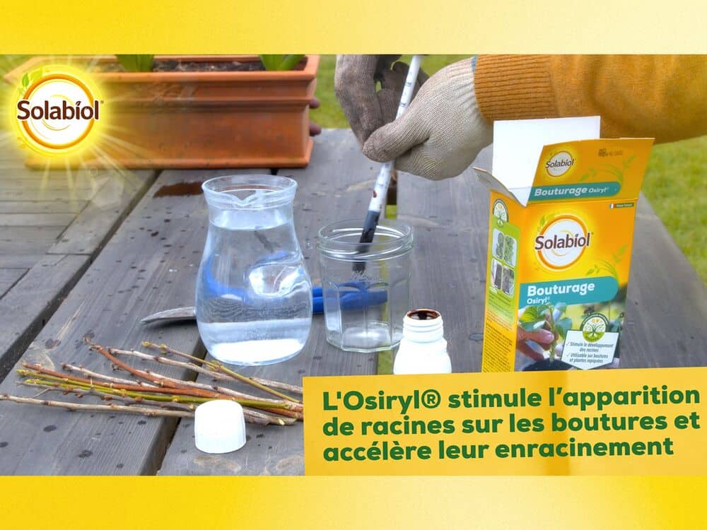 bouturage osiryl solabiol utilisation