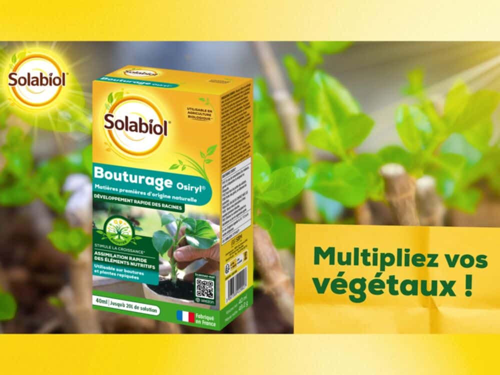bouturage osiryl solabiol