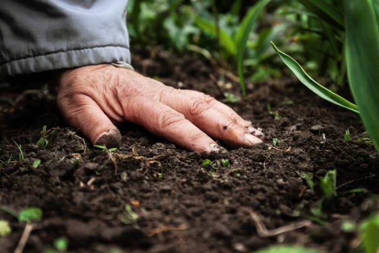 fertilisant Authentique Or Brun au jardin
