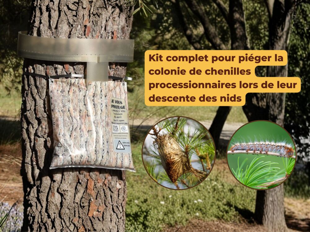 Collier anti-chenilles - Processionnaires du pin