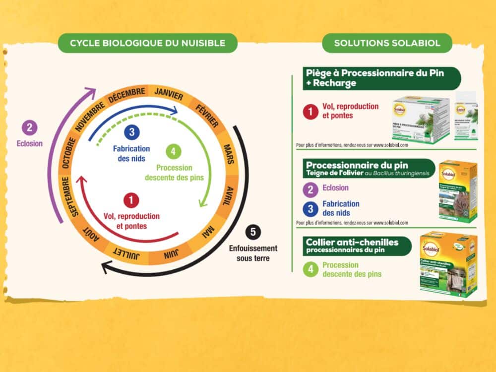 Processionnaires du pin