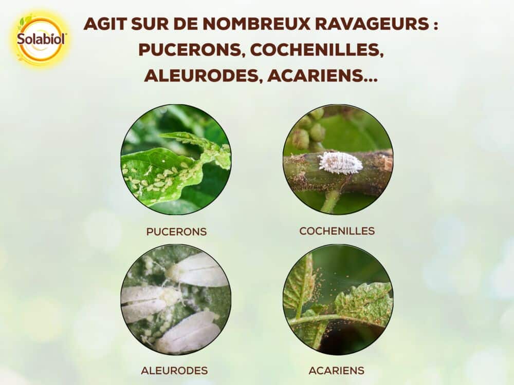 SOPVPAL500 - Insectes Plantes d’Intérieur - Prêt à l’emploi Solabiol